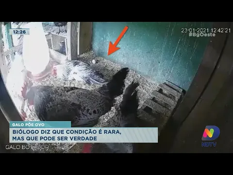 Galo põe ovo: Biólogo diz que condição é rara, mas que pode ser verdade