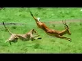 Download Triumph of the Herbivores | Prey Escapes Predator | Life of Mammals | BBC Earth mp4 3gp mp3 videos - waplic