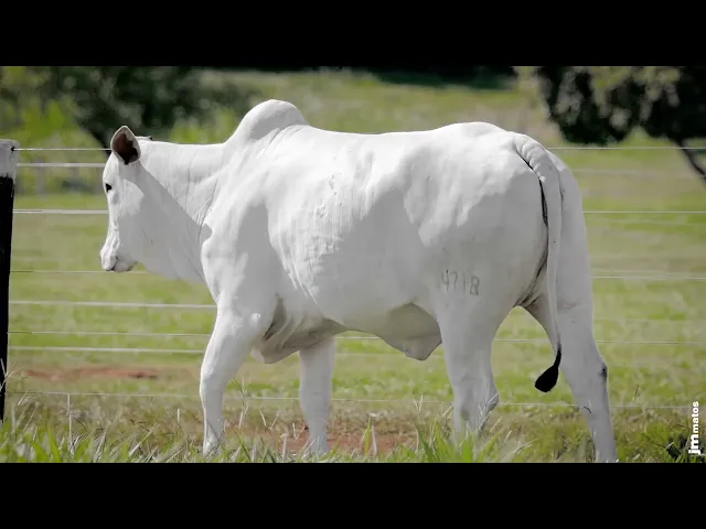 Novilha Nelore AFOM - 4718