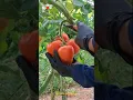 Download Lagu Tomato Harvesting🍅🍅