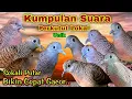 Download Lagu macam macam suara perkutut lokal gacor pancingan ini bikin cepat gacor