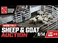 Maryville Livestock Auction Co Monthly Sheep Goat Sale 26