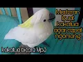 Download Lagu Masteran kakatua jambul kuning bicara Mp3