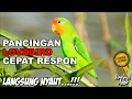 Pancingan Lovebird Cepat Respon Bikin Labet Ngetik Ngekek