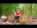 Download Lagu TIMELAPSE -- 766 Days Harvest Many Giant Goose Eggs, Bamboo Shoots, Banana Flower, Go to Market Sell