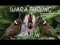 Lagu BURUNG CILILIN ASLI HUTAN JOS SUARANYA