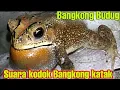 Lagu SUARA KODOK NGOREK/SUARA BINATANG/SUARA KODOK BANGKONG