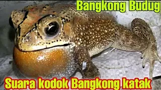 suara kodok ngorek suara binatang suara kodok bangkong