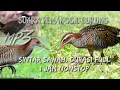Download Lagu Suara pikat burung sintar sawah. terbaru durasi  1 jam full....