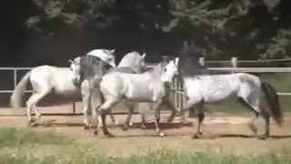 مجموعة خيول 