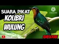 Download Lagu MASTERAN !! Kolibri Wulung Gacor