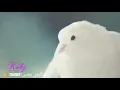 دموع تحسين ونبيل الاديب .. حبيته حبيته ؟ تصميمي
