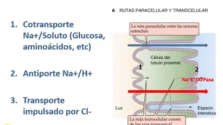 FISIOLOGÍA - 10 - TÚBULO PROXIMAL PARTE 1