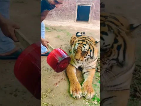 Why Zoos Give Tigers “Bloodsicles” #shorts