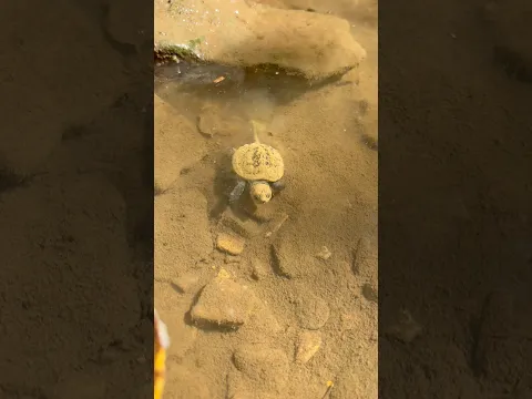 Baby snapping turtles!