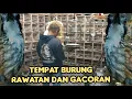 Lagu TEMPAT BURUNG RAWATAN DAN GACORAN 