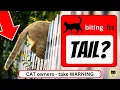 Cat attacking its tail - a WARNING to cat OWNERS