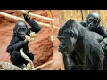 Download Lagu Unstoppable Mobi: The Cheekiest Gorilla at Prague Zoo!
