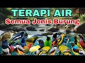 Download Lagu JANGAN NYERAH DULU BURUNG MACET BUNYI COBA TERAPI, TERAPI AIR UNTUK SEMUA JENIS BURUNG MACET BUNYI
