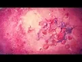 COLORS IN MACRO