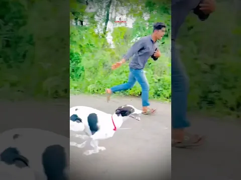 dog res Kolhapur🔥👑| Dog Race | Kolhapur Dog Racing/Dog Race Maharashtra/Dog Race kolhapur #shorts