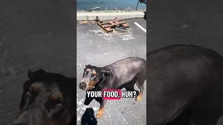 #Fyp #doberman #pets #dream #YouTube