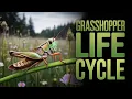The Life Cycle of Grasshoppers
