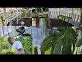 Download Lagu Putting the seats in the gazebo and found some more soursop