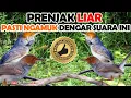 Download Lagu SUARA BURUNG PRENJAK RIBUT UNTUK MIKAT PALING REKOMENDED