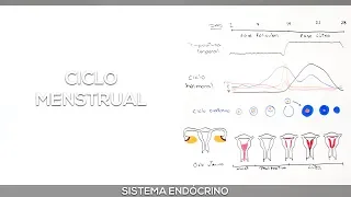 Menstruação - Ciclo menstrual