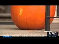 To Prevent Rats Watertown Urges Residents Keep Pumpkins Inside