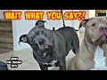 Talking Pitbull Freaks Out On His Dad When He Hears His Favorite Words
