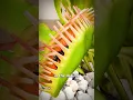 Download Lagu How A Venus Fly Trap Works 😟