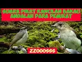 Download Lagu MP3 PIKAT KANCILAN BAKAU ANDALAN PEMIKAT