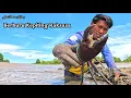 Lagu Mencari kepiting jumbo sisah panen udang di tambak tradisional 