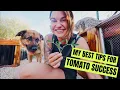 Tips for Tomato Growing Success How to prune trellis and support your tomato garden