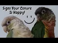 Signs Your Conure Is Happy TheParrotTeacher