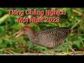 Lagu tiếng chằng nghịch mới nhất 2023 - Gallirallus striatus