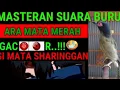 MASTERAN/PANCINGAN SUARA BURUNG ARA TIMOR MATA MERAH GACOR