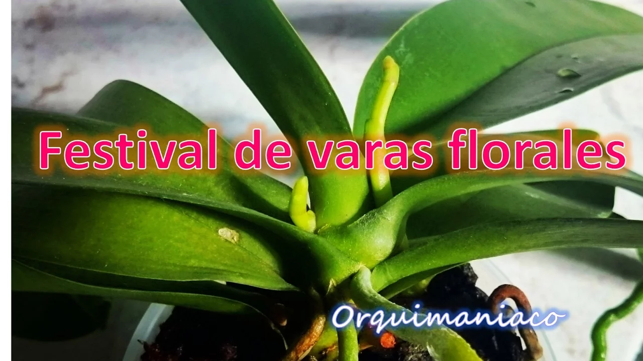 INDUCCIÓN VARAS FLORALES ORQUÍDEA PHALAENOPSIS