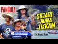 Lagu Pangula - SUGARI HONA TIKKAM || Lagu Batak Terpopuler 2024 (Official Music Video)