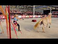 Download Lagu Mijn paard TREKT ZICH LOS tijdens SHOW op Horse Event 😰