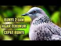 Bunyi 2 Jam Agar Tekukur Cepat Bunyi | Tekukur Belajar Bunyi