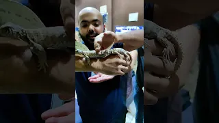 دخل عليا في المحل بسحلية فاكرني هخاف شوف أنا عملت إيه 