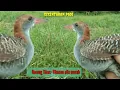 Download Lagu Burung siantar padi. tikusan alis merah mencari makan di tepi rawa..