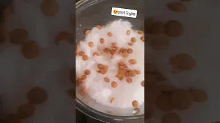 جربت اسرع طريقة لزراعة العدس بتحبوا الزراعة 