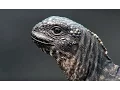 Download Lagu Iguana vs Snakes | Planet Earth II