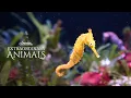 How a Male Seahorse Gives Birth | Extraordinary Animals