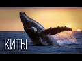 Download Lagu Whales: Giants of the Ocean | Interesting Facts About Whales