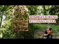 Memikat Kutilang Sutra Di Hutan || burung pikatnya masih takut-takut